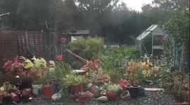 Storm Ali
