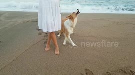 Hilarious moment graceful border collie performs synchronised dance with owner on Spanish beach