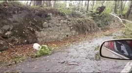 Trees downed along road in Galway