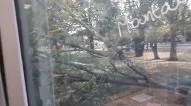 Newsflare Edit - Heavy winds down big tree in Dublin during storm Ali