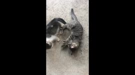 Cats playing