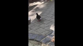 Evian Pigeon