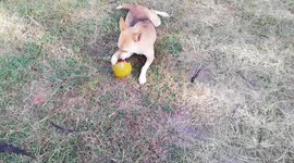 Trying to Crack a the nut by an young GSD in Ice age style