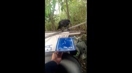 Crow eats from security guard's hand