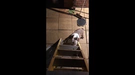 Boris the bulldog climbs stepladder