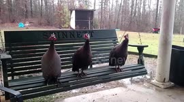 Swingin' in the rain