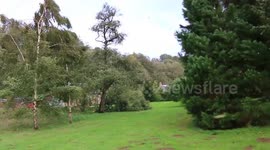 MOMENTS AFTER STORM ALI CAUSES TREE TO FALL AND TAKE DOWN TELEPHONE WIRE!