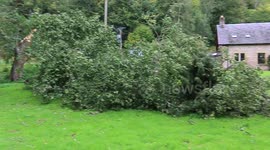 Aftermath of 3 fallen trees from EXTREME HIGH WINDS!