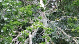 Footage of damaged and disrupted tree caused by EXTREME HIGH WINDS!