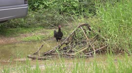 Hen and chickens on a flooded farmyard.
