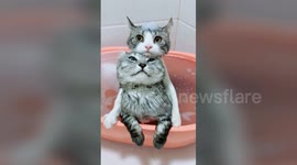 Cute cat hugs friend when showering together