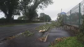 Storm Ali: Tree near school felled in strong winds in Northern Ireland