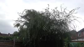 Storm Ali throws my 20ft willow tree around