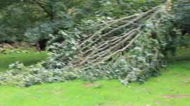 Trees felled, telephone wires destroyed in wake of Storm Ali