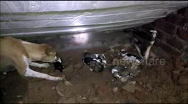 Mother dog has face-off with poisonous cobra snake to protect own puppies