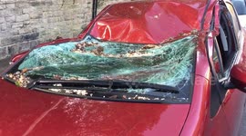 Falling tree flattens car in Sheffield