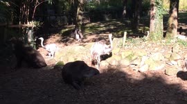 anteater searches for food in tapir’s ear