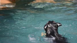 German Shepherd Dog in pool with tennis ball