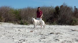 White German Shepherd Dog running on beach