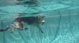 Underwater view of dog swimming in pool