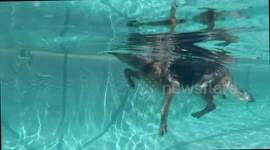 Underwater view of dog swimming in pool