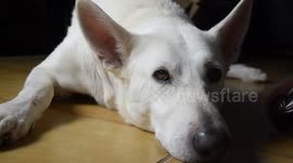 Close up White German Shepherd dog laying on floor