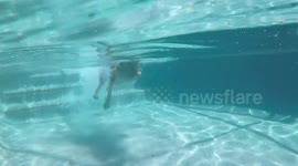 German Shepherd dog swimming in pool Underwater view