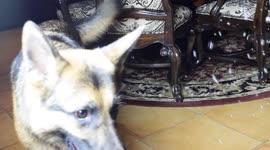 German Shepherd dog playing with bubbles