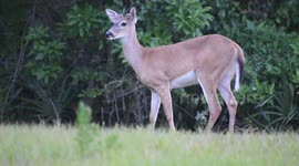 Deer in field