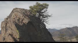 Single Tree in Stone Colorado Mountains