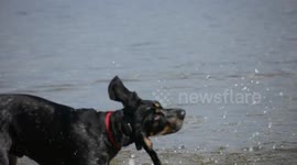 Dogs Playing in Lake