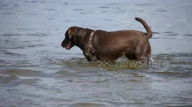 Dogs in a lake at a dog park