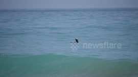Pelican