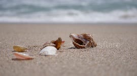 Shells on the beach