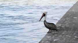 Pelican in the waves