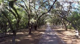 Drone thru Wormsloe Savannah GA