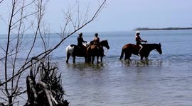 Horses on the Beach