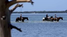 Horses on the Beach