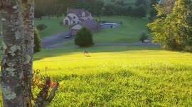 scared by unexpected deer snort