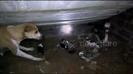 Snake rescuer accused of instigating ferocious fight between cobra and mother dog