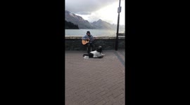 Dog busks his way into your heart