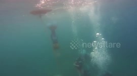 Scuba divers see a passing mermaid