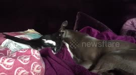 A magpie and a whippet have formed an unlikely friendship