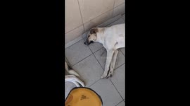 Chernobyl, patting dogs in the radiation