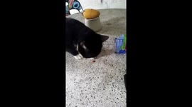 Hungry cat
