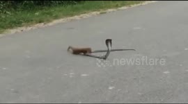 Mongoose fights cobra, bringing traffic to a standstill