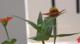 Preying mantis eats a bug.