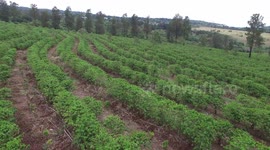 Costa Rica's neatly trimmed coffee farms captured by drone
