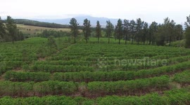 Costa Rica's neatly trimmed coffee farms captured by drone: part two