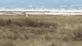 Barn owl hunting the salt marsh